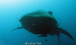 In the face whale shark shot!
Say cheese....! by Lance Teo 